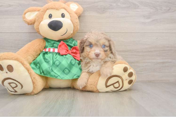 Sweet Mini Aussiedoodle Baby