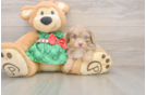 Sweet Mini Aussiedoodle Baby