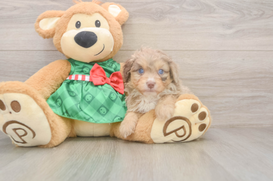 Sweet Mini Aussiedoodle Baby