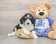 7 week old Mini Aussiedoodle Puppy For Sale - Premier Pups