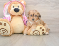 8 week old Mini Aussiedoodle Puppy For Sale - Premier Pups