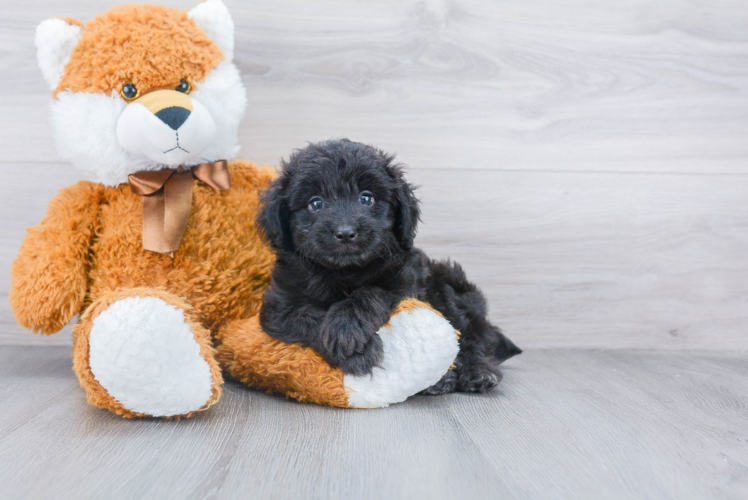 Mini Aussiedoodle Puppy for Adoption