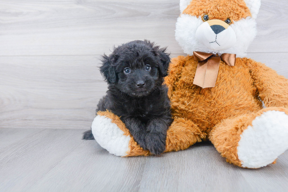 Mini Aussiedoodle Pup Being Cute