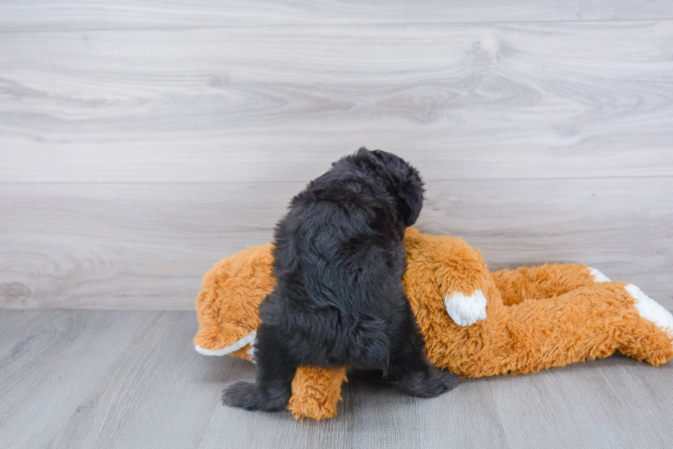 Funny Mini Aussiedoodle Poodle Mix Pup