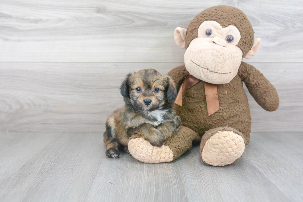 Mini Aussiedoodle Puppy for Adoption