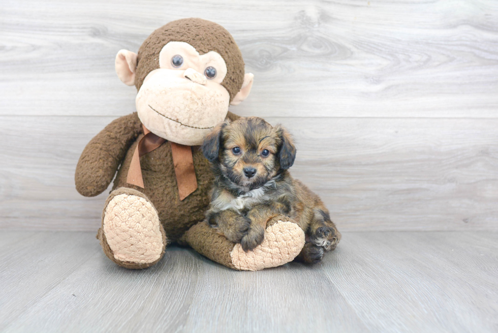 Best Mini Aussiedoodle Baby