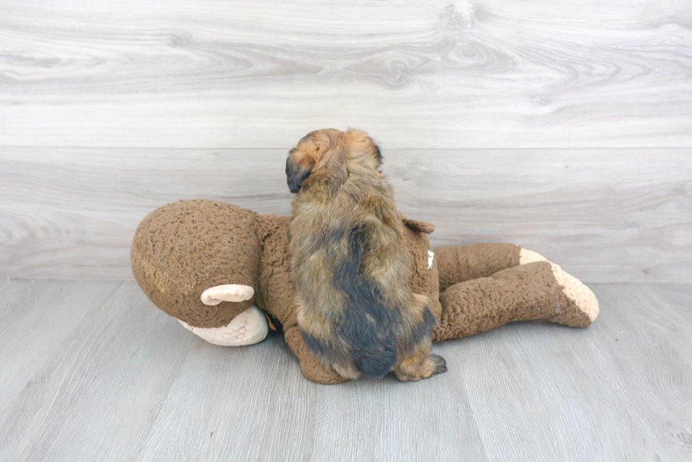 Energetic Aussiepoo Poodle Mix Puppy