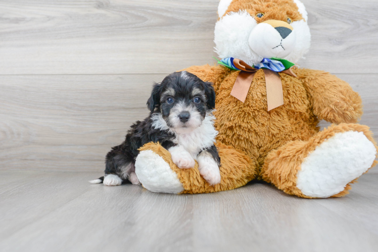 Best Mini Aussiedoodle Baby