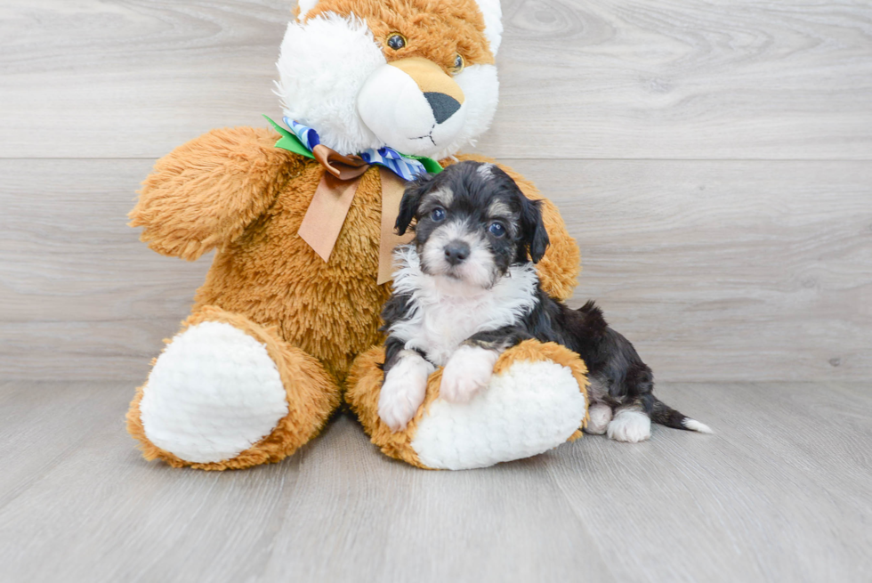 Funny Mini Aussiedoodle Poodle Mix Pup