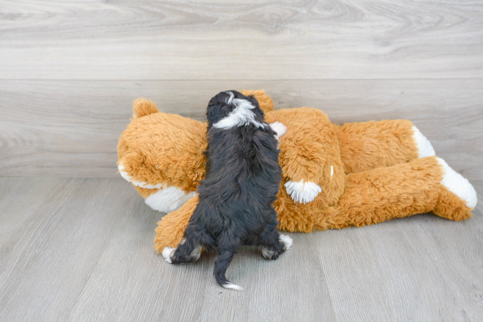 Sweet Mini Aussiedoodle Baby