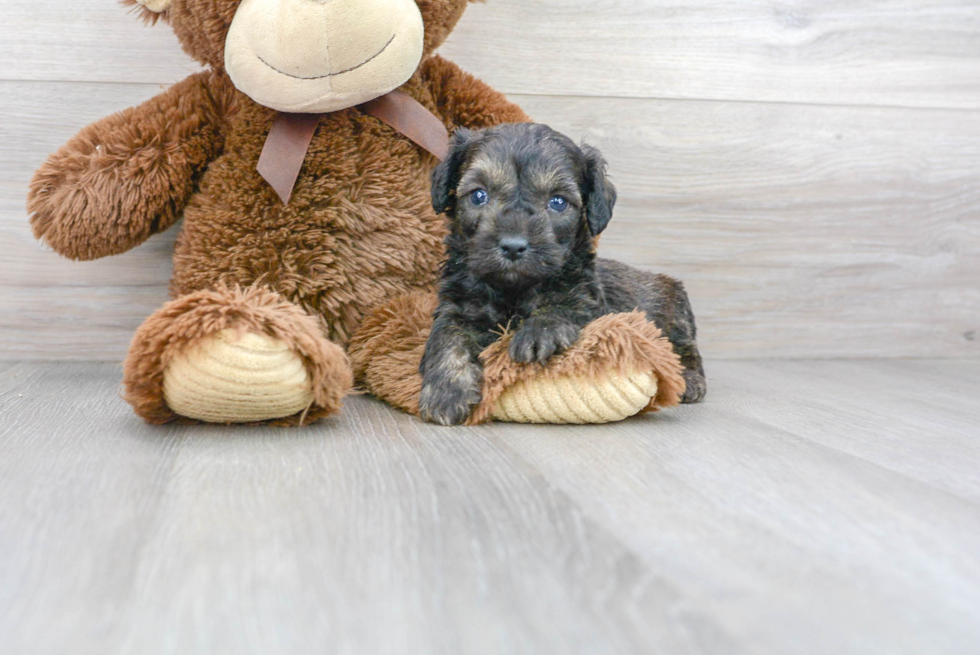 Mini Aussiedoodle Puppy for Adoption