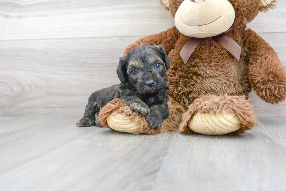 Playful Aussiepoo Poodle Mix Puppy