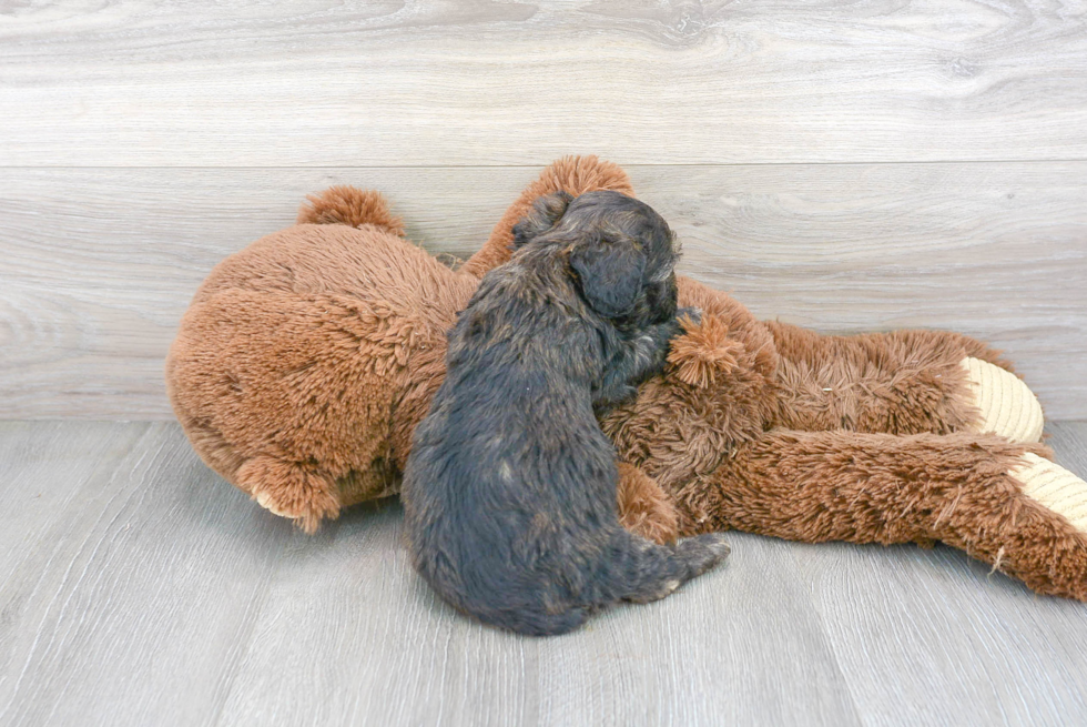 Mini Aussiedoodle Puppy for Adoption