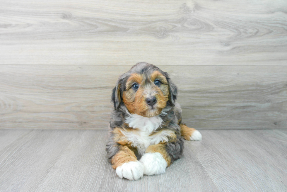 Energetic Aussiepoo Poodle Mix Puppy