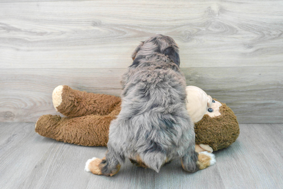 Best Mini Aussiedoodle Baby