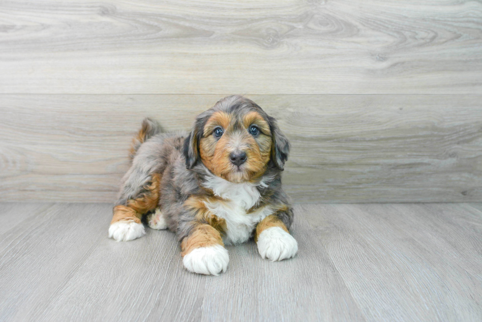 Mini Aussiedoodle Pup Being Cute