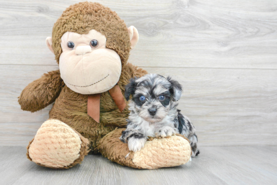 Mini Aussiedoodle Puppy for Adoption