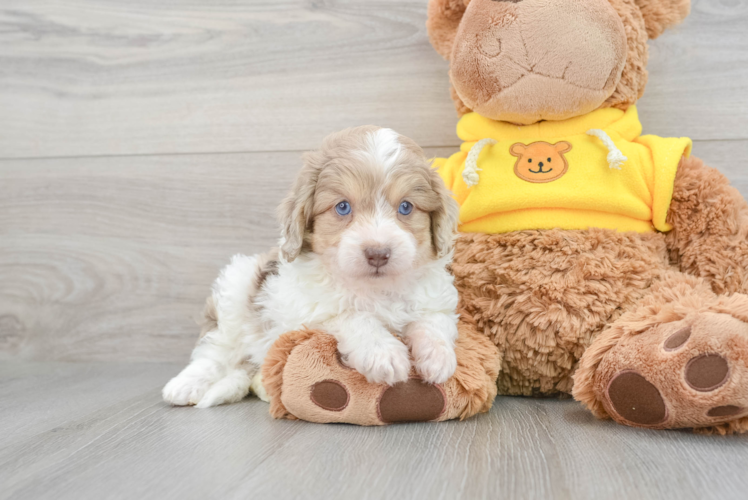 Friendly Mini Aussiedoodle Baby