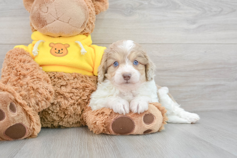 Mini Aussiedoodle Pup Being Cute