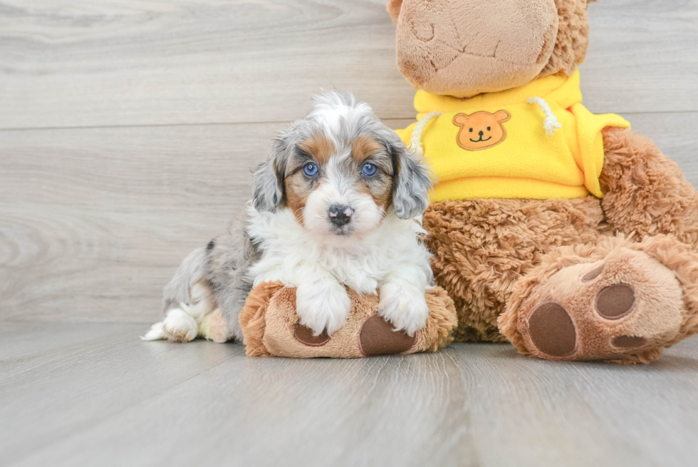 Mini Aussiedoodle Puppy for Adoption