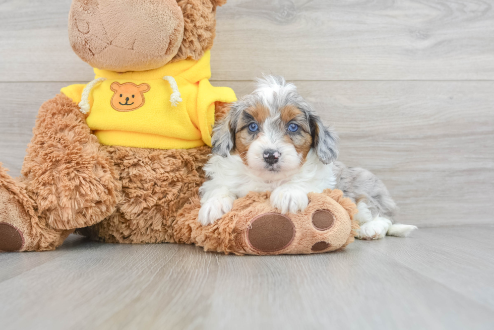 Popular Mini Aussiedoodle Poodle Mix Pup