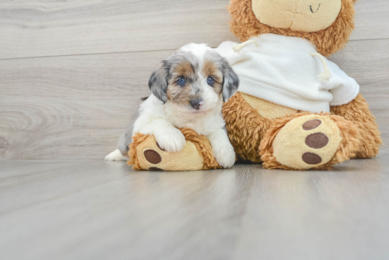 Mini Aussiedoodle Pup Being Cute