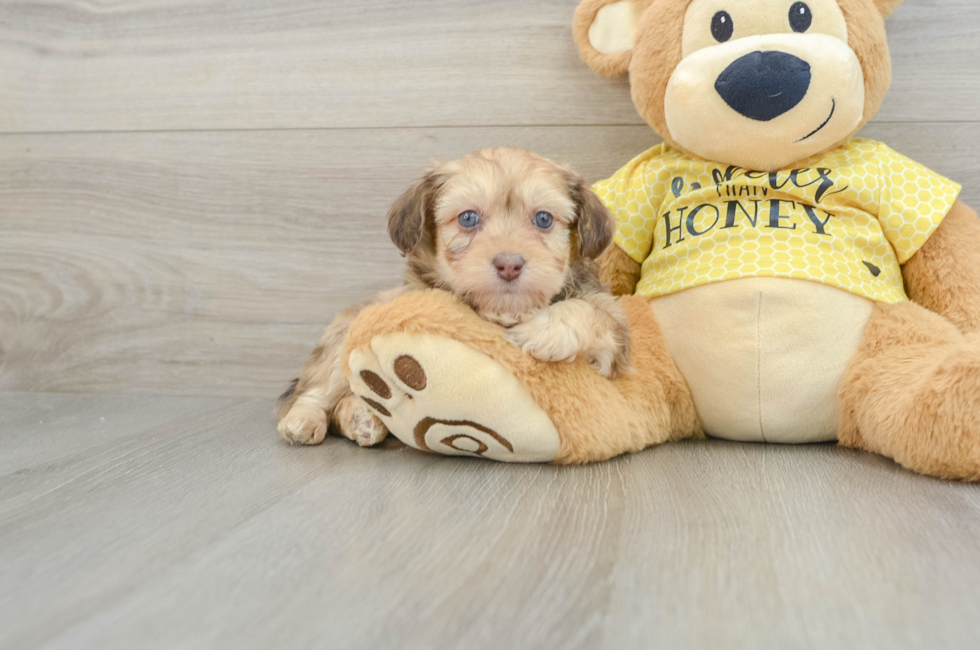 7 week old Mini Aussiedoodle Puppy For Sale - Premier Pups