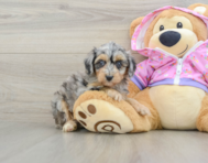 8 week old Mini Aussiedoodle Puppy For Sale - Premier Pups