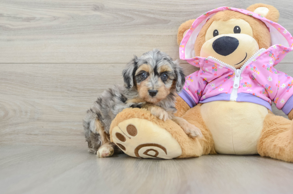 5 week old Mini Aussiedoodle Puppy For Sale - Premier Pups