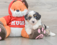 7 week old Mini Aussiedoodle Puppy For Sale - Premier Pups