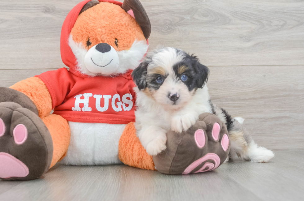 5 week old Mini Aussiedoodle Puppy For Sale - Premier Pups