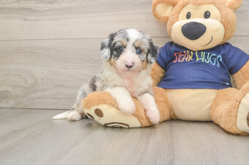 5 week old Mini Aussiedoodle Puppy For Sale - Premier Pups