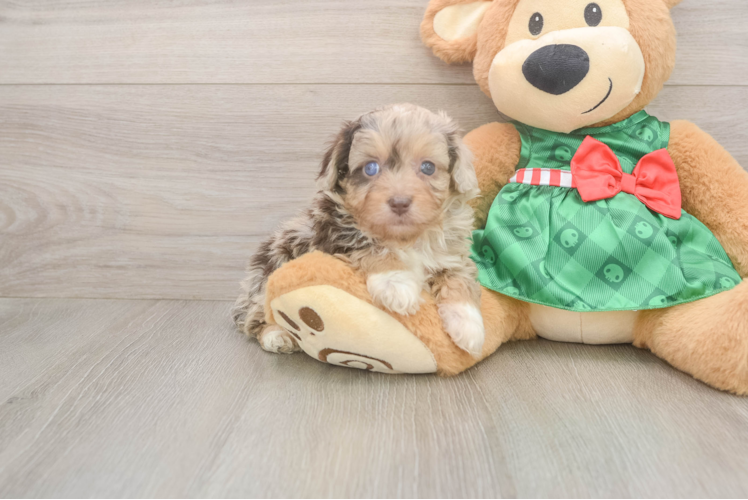 Mini Aussiedoodle Pup Being Cute