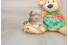 Mini Aussiedoodle Pup Being Cute