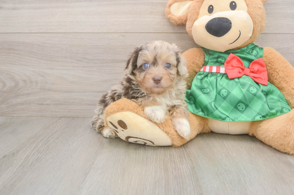 Mini Aussiedoodle Pup Being Cute