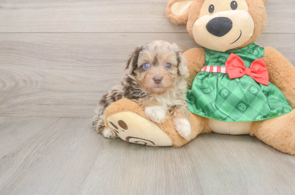 5 week old Mini Aussiedoodle Puppy For Sale - Premier Pups