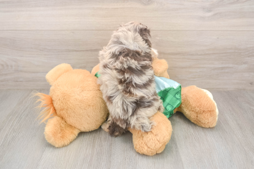 Mini Aussiedoodle Puppy for Adoption