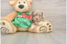 Hypoallergenic Aussiepoo Poodle Mix Puppy