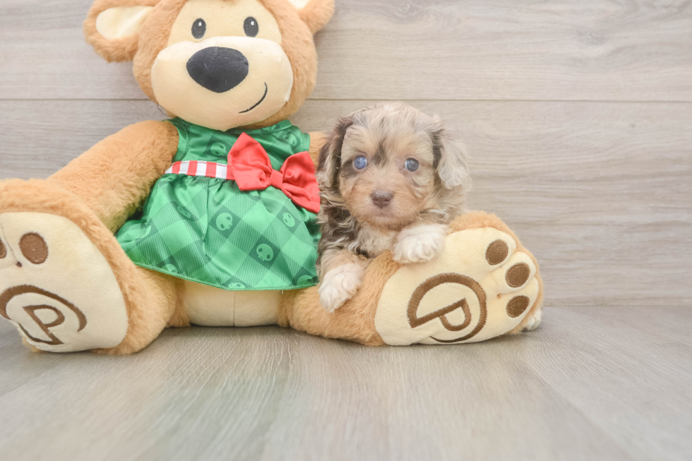 Hypoallergenic Aussiepoo Poodle Mix Puppy