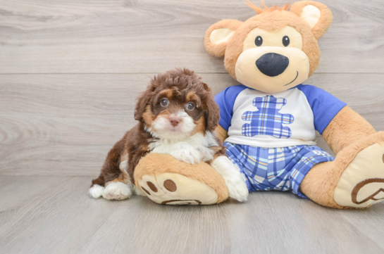 Adorable Mini Australian Shepherd X Poodle Mix Poodle Mix Puppy