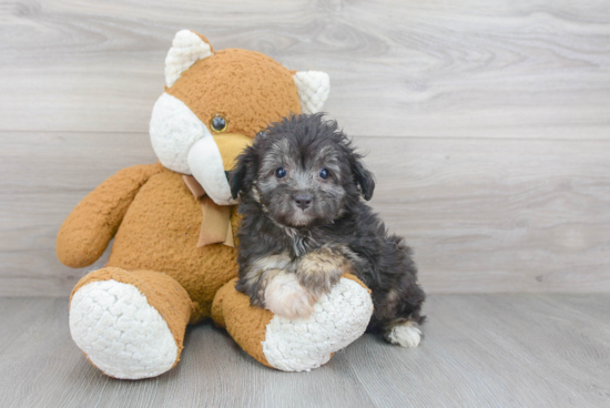 Popular Mini Aussiedoodle Poodle Mix Pup