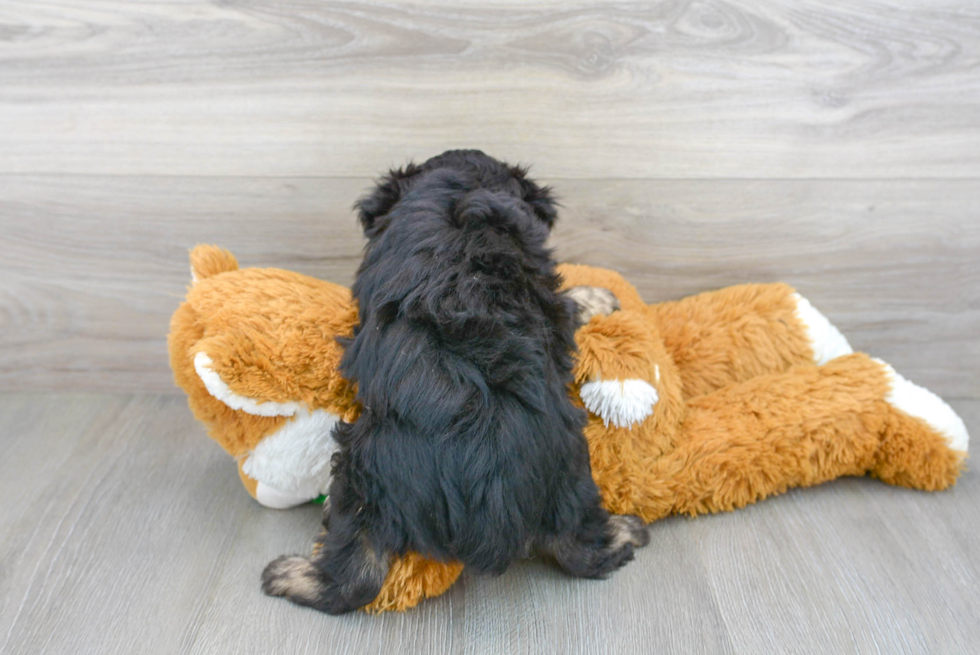 Adorable Aussiepoo Poodle Mix Puppy