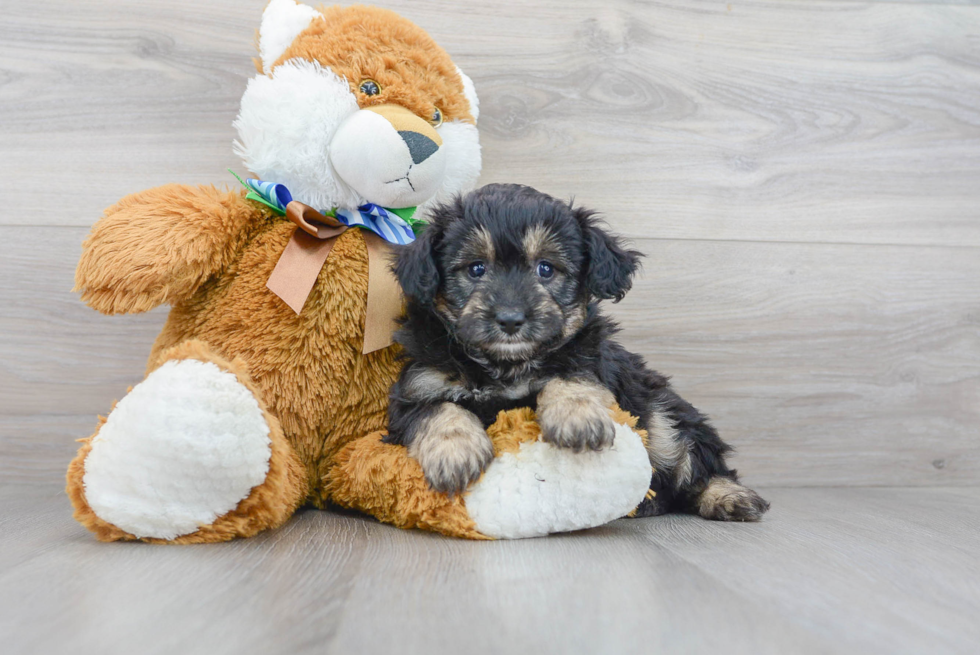 Adorable Aussiepoo Poodle Mix Puppy