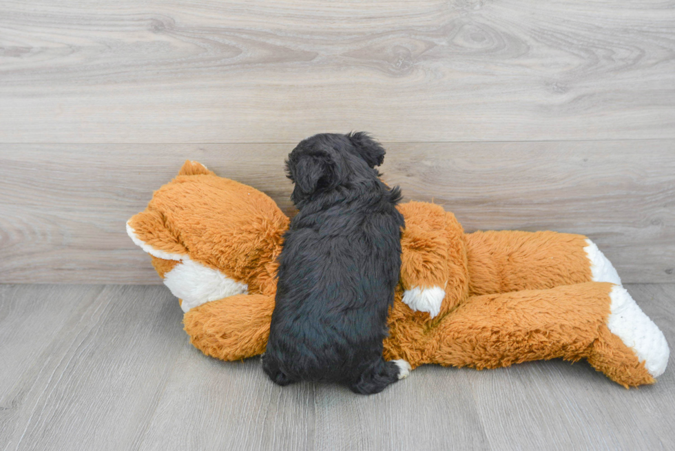 Popular Mini Aussiedoodle Poodle Mix Pup