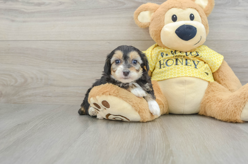 7 week old Mini Aussiedoodle Puppy For Sale - Premier Pups