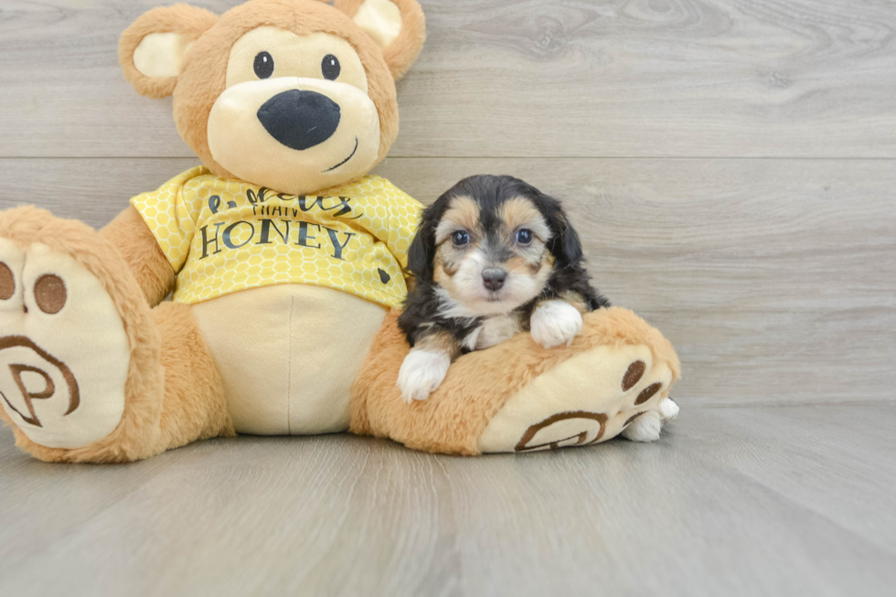 Hypoallergenic Aussiepoo Poodle Mix Puppy