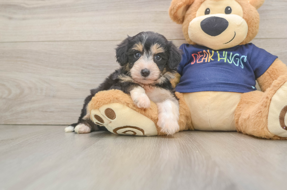 5 week old Mini Aussiedoodle Puppy For Sale - Premier Pups