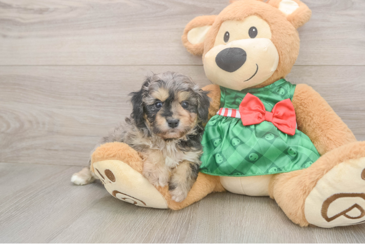 Funny Mini Aussiedoodle Poodle Mix Pup