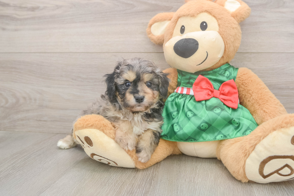 Funny Mini Aussiedoodle Poodle Mix Pup