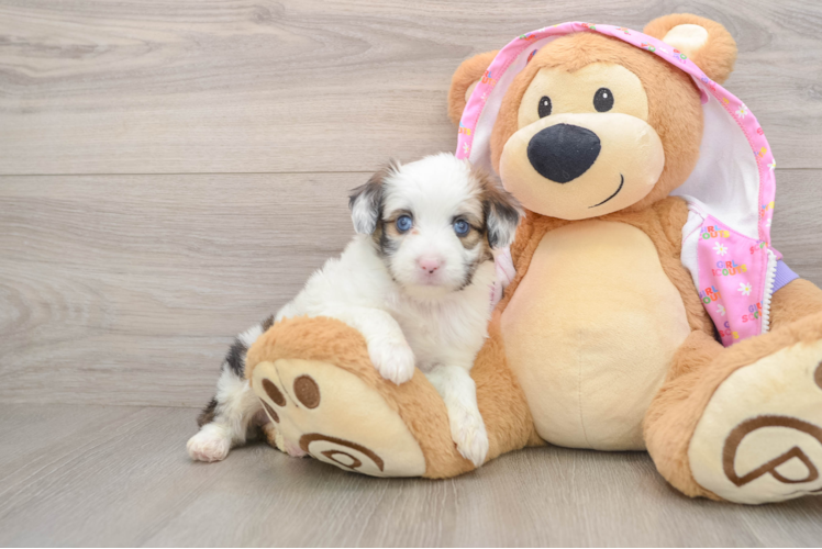 Mini Aussiedoodle Puppy for Adoption